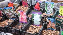 Wiosenne Targi Ogrodnicze - Pamiętajmy o ogrodach (23-24.04.2022)