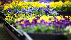 Wiosenne Targi Ogrodnicze - Pamiętajmy o ogrodach (23-24.04.2022)