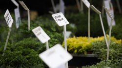 Wiosenne Targi Ogrodnicze - Pamiętajmy o ogrodach (23-24.04.2022)