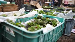 Wiosenne Targi Ogrodnicze - Pamiętajmy o ogrodach (23-24.04.2022)