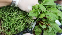 Radio od kuchni (29.06.2022)