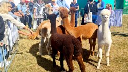 Jesienne Targi Rolnicze w Gryźlinach