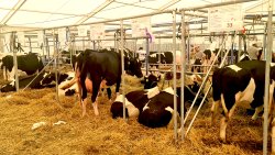 Jesienne Targi Rolnicze w Gryźlinach