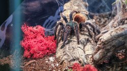 Wystawa pająków w Olsztynie