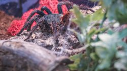 Wystawa pająków w Olsztynie