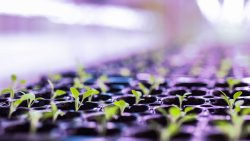 Kontener hydroponiczny Banku Żywności [18.03.2025]