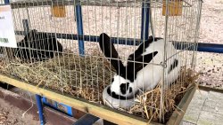 Wiosenne Targi Ogrodnicze [25.04.2026]