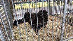 Wiosenne Targi Ogrodnicze [25.04.2026]