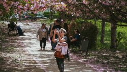 Wiśniowa alejka zakwitła w Olsztynie [11.05.2026]