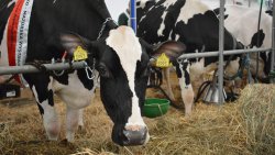 Mazurskie Agro Show w Ostródzie