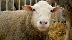 Mazurskie Agro Show w Ostródzie