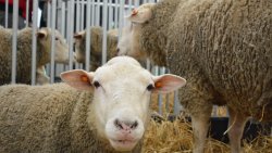 Mazurskie Agro Show w Ostródzie