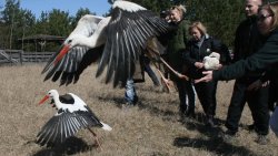 Albatros wypuścił bociany na wolność