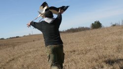 Albatros wypuścił bociany na wolność