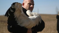 Albatros wypuścił bociany na wolność