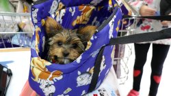 Akcja Zima z pupilem - finał