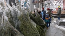 O chooinka! Rozdaliśmy 100 drzewek