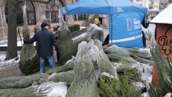 O chooinka! Rozdaliśmy 100 drzewek