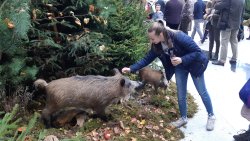 Targi myśliwskie w Ostródzie