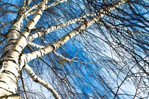 To ostatni moment na wiosenną kurację... sokiem z brzozy