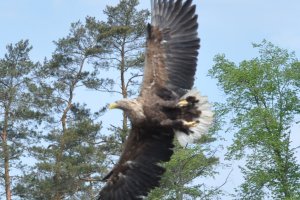 Mazurskie bieliki nie doczekały potomstwa