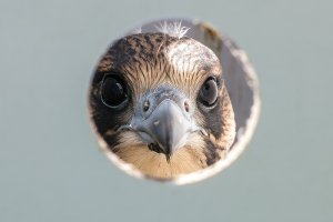 W nadleśnictwie Nowe Ramuki zamieszkało 11 sokołów