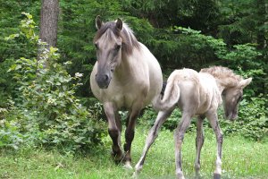 Popielno świętuje 70-lecie wyjątkowej hodowli konika polskiego