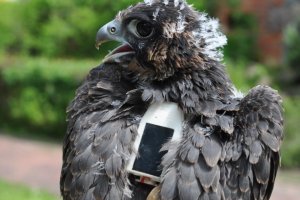 Samica sokoła wysyła SMS-y