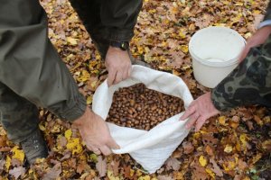 Leśnicy zbierają żołędzie. Do czego im posłużą?