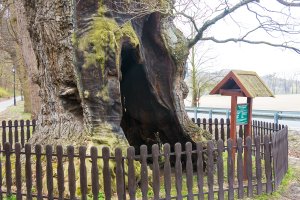 Dąb Bażyńskiego znalazł się w wyjątkowym przewodniku