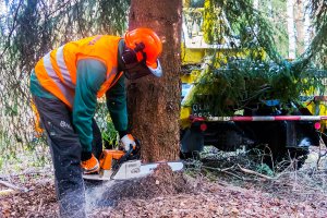 Wytną chore drzewa nad jeziorem Lidzbarskim 