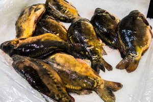 Karpie wciąż rządzą na świątecznym stole. Nadpływa jednak konkurencja...