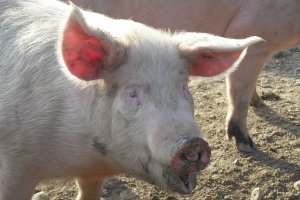  Dramatycznie niskie ceny żywca wieprzowego