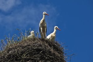 Wieś Żywkowo wypatruje już bocianów. Ptaki są w drodze do Polski. Czekają na nie specjalne tamy i oczka wodne