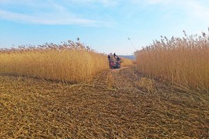 Wyspa Nowakowska - żniwa w środku zimy