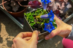 Tłumy osób nie zapomniały o ogrodach