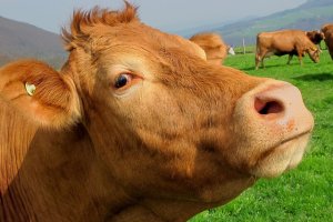 Prowincja ma swój Green Festival