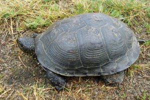 Rzadka obserwacja w rezerwacie. Żółw błotny zaskoczył leśników