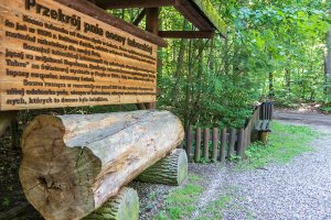 Leśnicy chcą uratować sosnę taborską. Powstał plan ochrony wyjątkowego rezerwatu