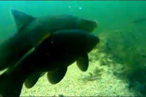  Podglądają ryby w jeziorze