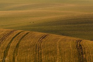 Rolnicy z Warmii i Mazur borykają się z suszą. 