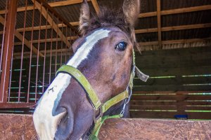 Trudna akcja strażaków z OSP. Koń niemalże utonął w błocie
