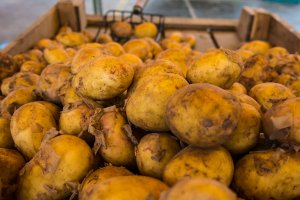 Klęska urodzaju na rynku ziemniaków. Rolnicy apelują o wsparcie