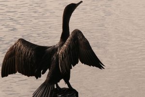 Odstrzał kormoranów mniejszy niż w poprzednich latach