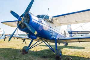 Bakterie będą walczyć z gąsienicami