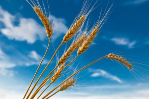 Zbiory zbóż podstawowych niższe niż w ubiegłym roku