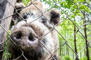  Płot ochroni elblążan przed dzikami