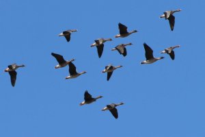 Ptaki coraz częściej zostają na zimę w Polsce. Eksperci tłumaczą, dlaczego