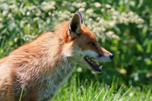 Służby potwierdzają: w powiecie elbląskim nie ma już wścieklizny