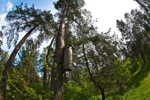 Lasy w okolicach Młynar będą domem dla pszczół